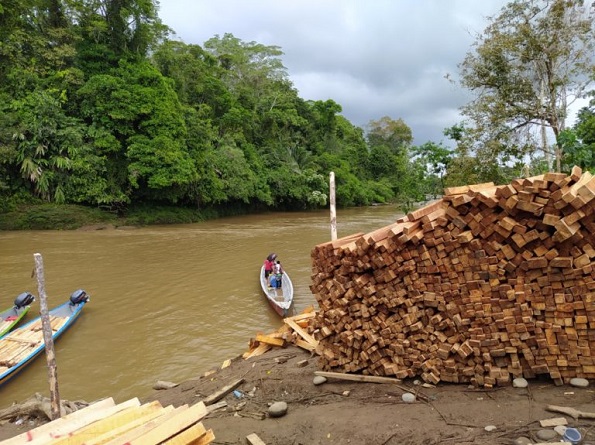 Alerta roja: la fiebre de la madera balsa en Ecuador ya es detectada por los satélites