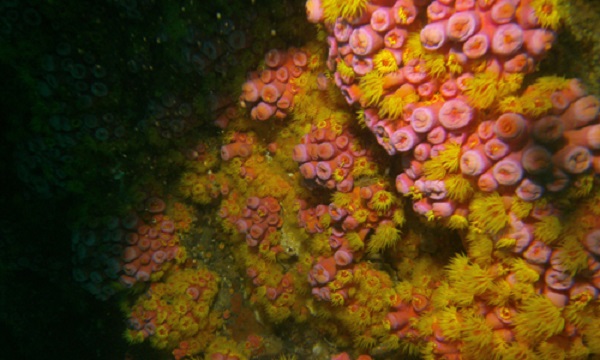La Corte puede cambiar la justicia ambiental en México si vota a favor de los arrecifes de coral en Veracruz