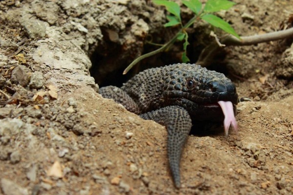 Lagarto enchaquirado en peligro de extinción por cambio climático