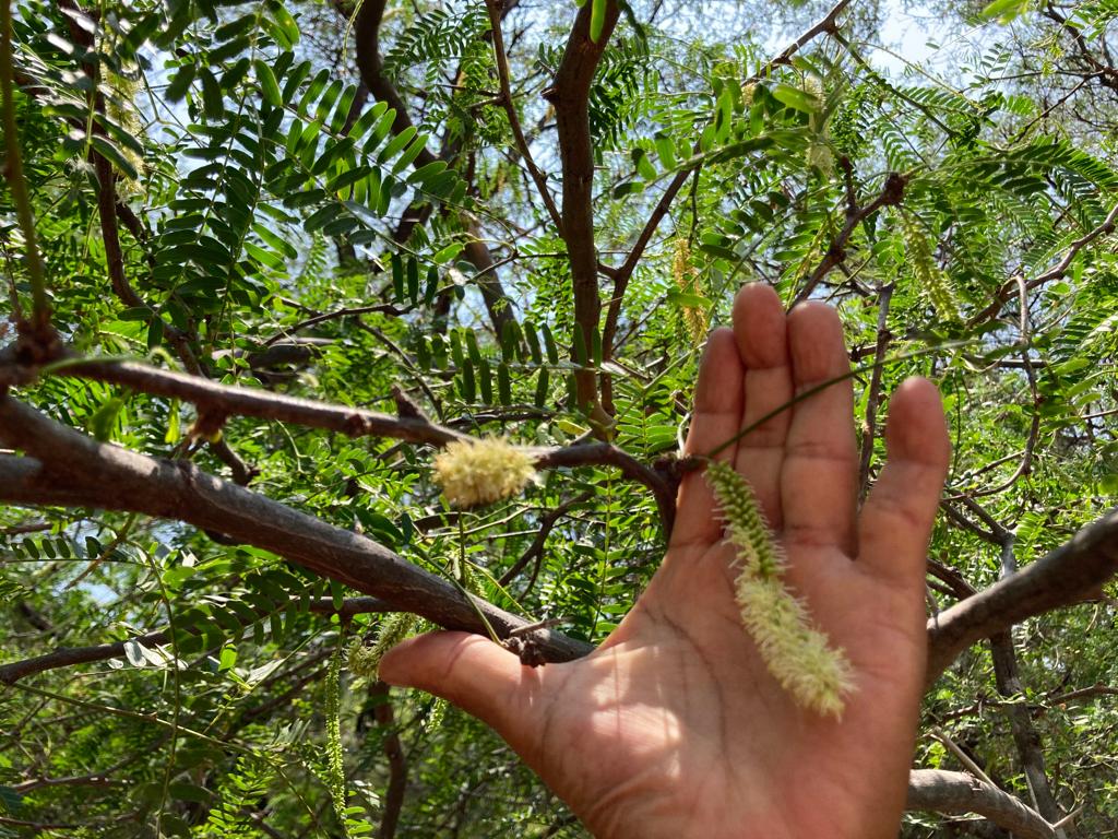 Zapotecas impulsan el manejo sustentable del mezquite, un árbol ignorado en el campo istmeño