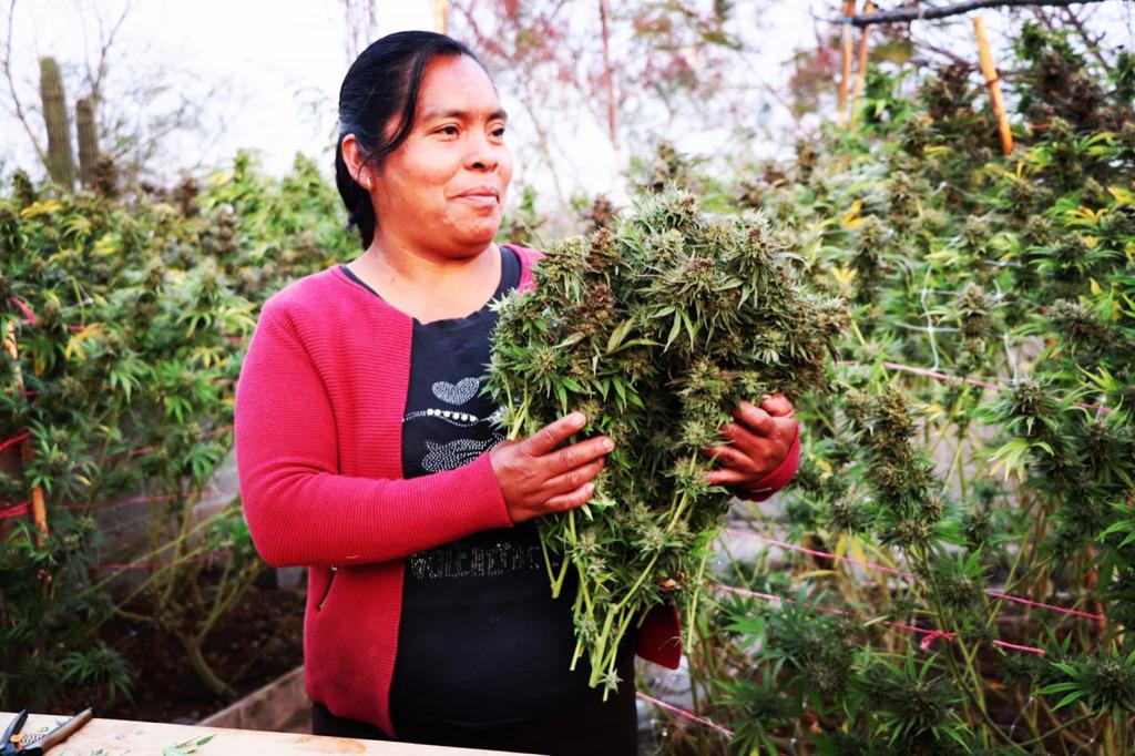 Se pinta libre y de verde el campo oaxaqueño con la siembra de la marihuana para uso medicinal