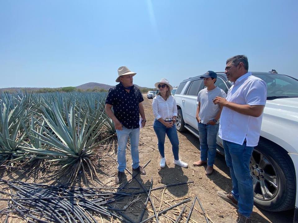 Sinaloa busca el liderazgo en la producción de Mezcal