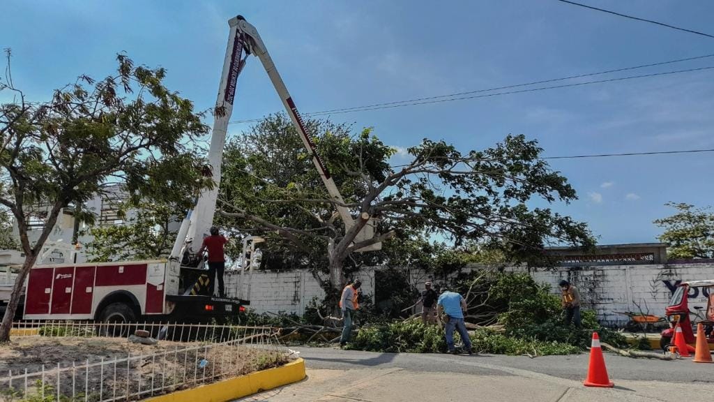 Protección Civil de Juchitán previene riesgos por caída de árboles