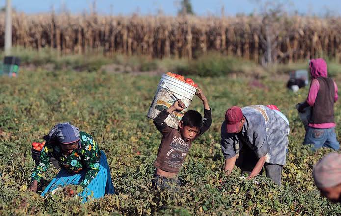 «Jornaleros mexicanos en Canadá; ¿empleos o esclavitud «moderna»?