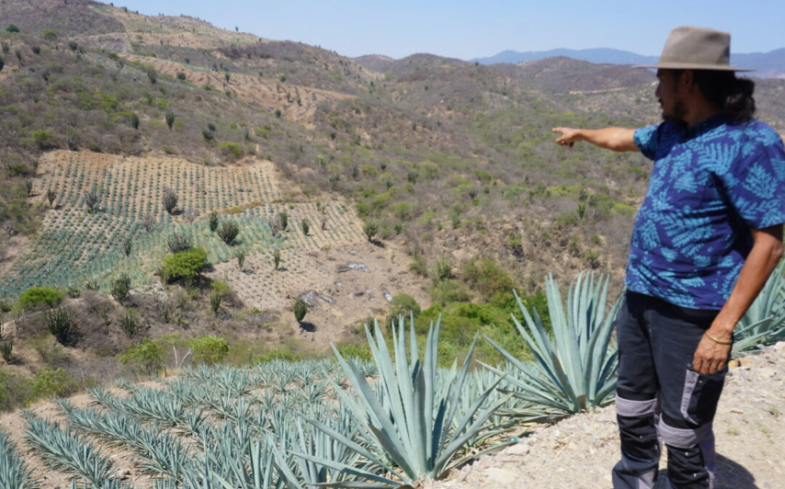 La cruda del mezcal oaxaqueño: El daño ecológico provocado por la industrialización de una bebida ancestral