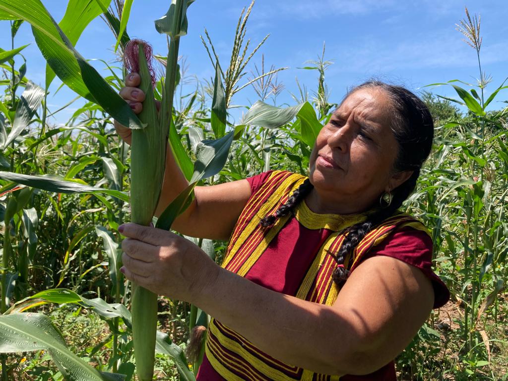 El maíz es vida: Campesinas zapotecas hablan del amor por el campo y la desigualdad por ser mujeres