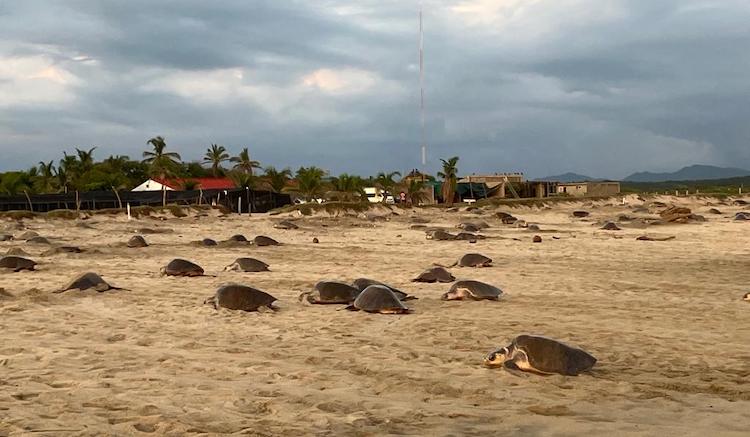 Santuario de tortugas “Playa de Escobilla”, una lucha de conservación comunitaria