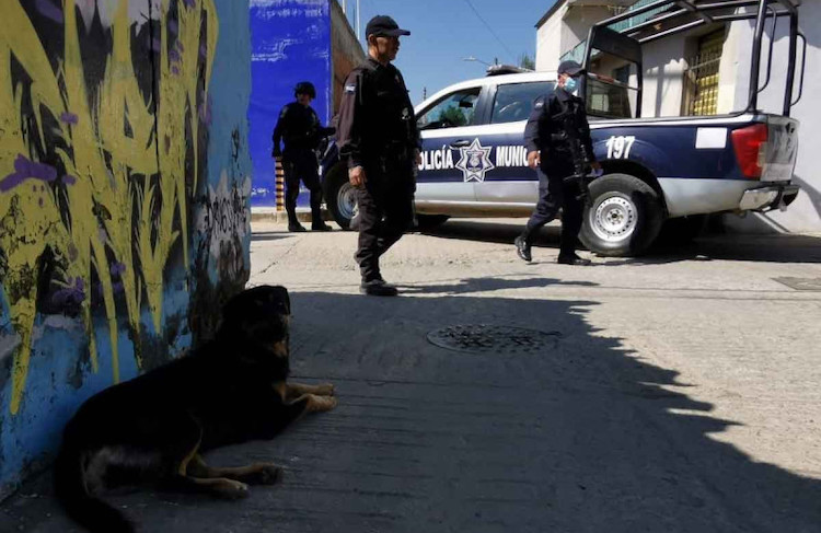En Oaxaca, perro expone crimen al llevar restos humanos en el hocico