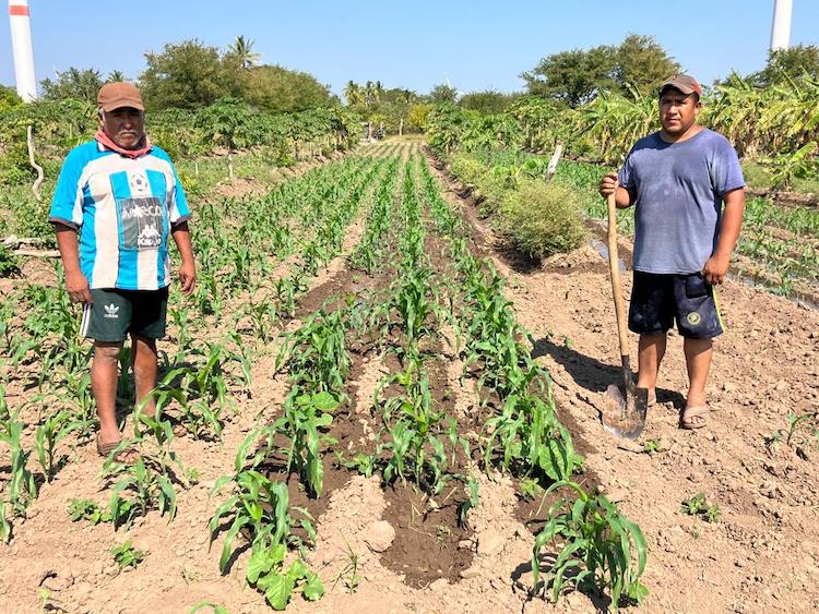 La milpa, una resistencia sustentable del campo zapoteca