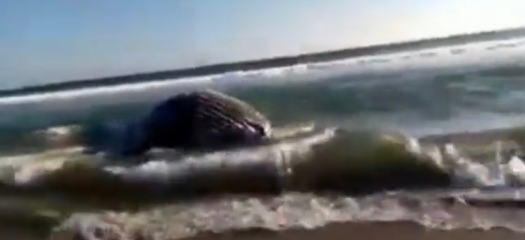 Pescadores en Oaxaca hallan sin vida a ballena azul