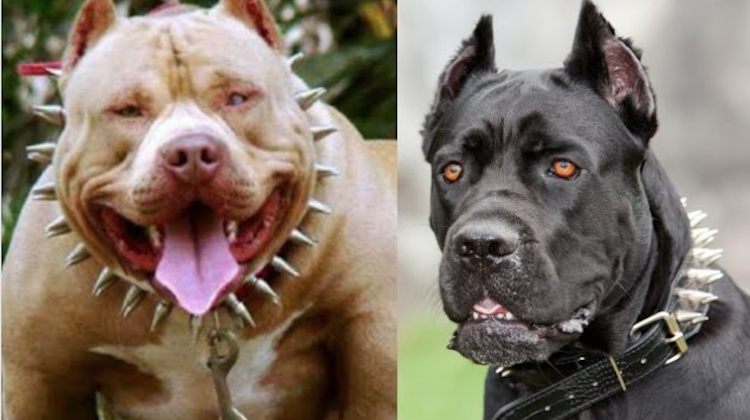 Congreso analiza Ley de manejo o tenencia adecuada de Perros Potencialmente Peligrosos