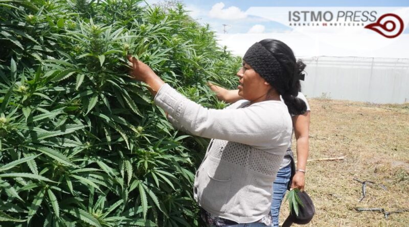 Las curanderas oaxaqueñas que cultivan cannabis