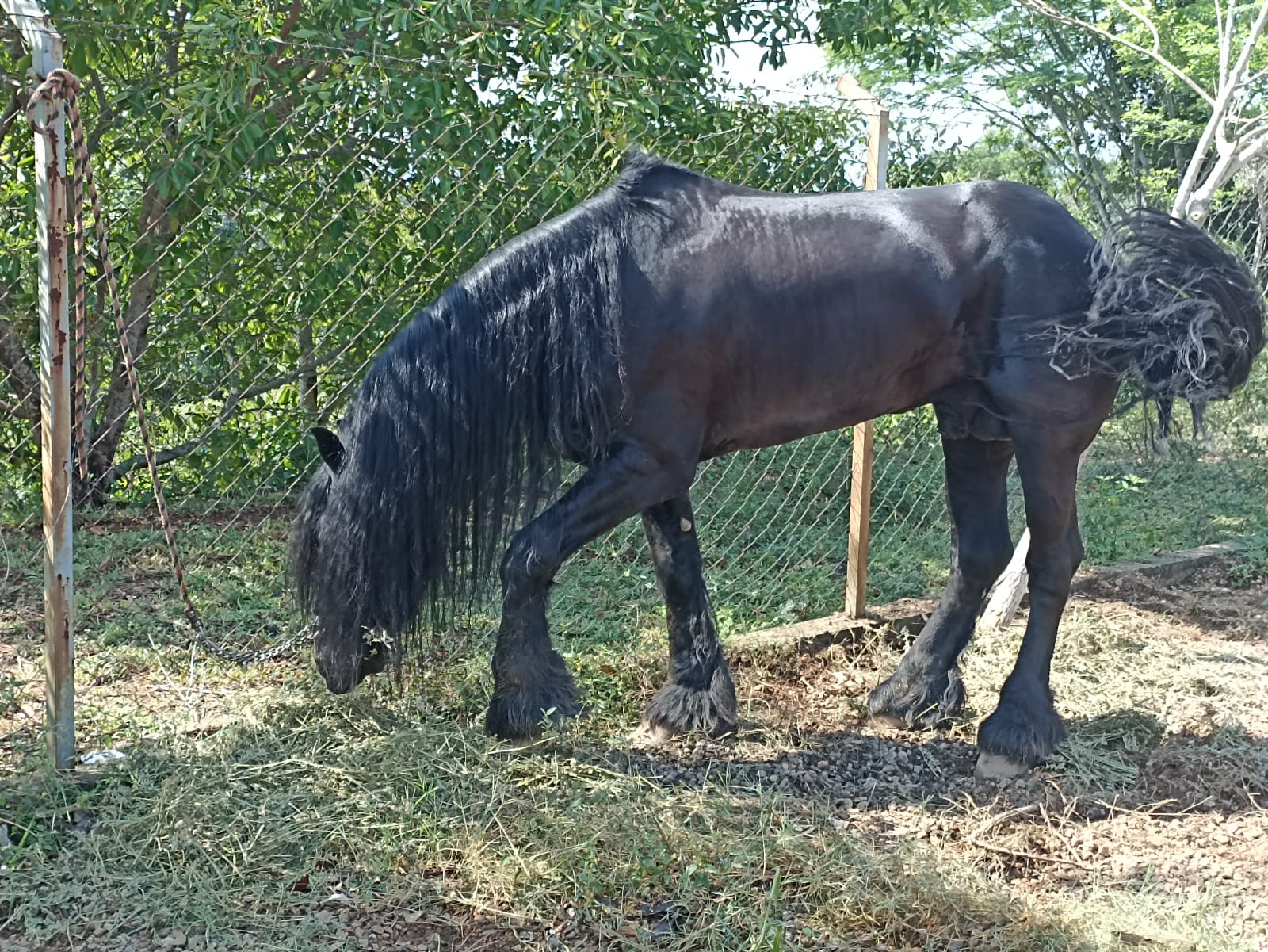Tras cateo, FGEO localiza y recupera caballos robados en Tlalixtac