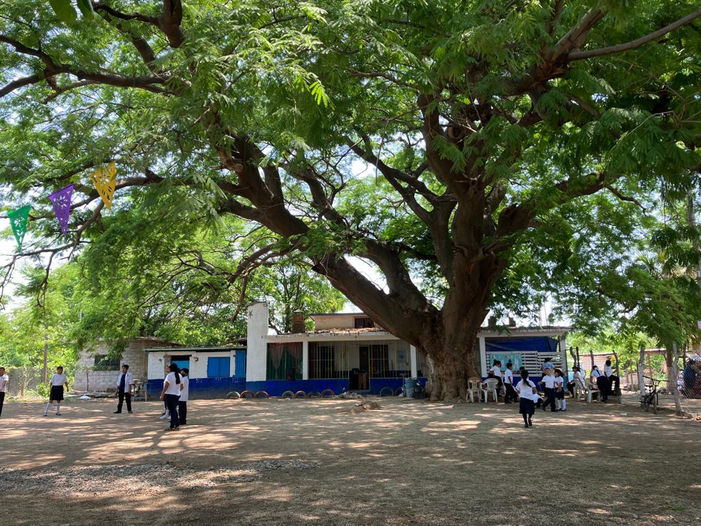 El huanacaztle, refugio de estudiantes de Juchitán para mitigar el calor