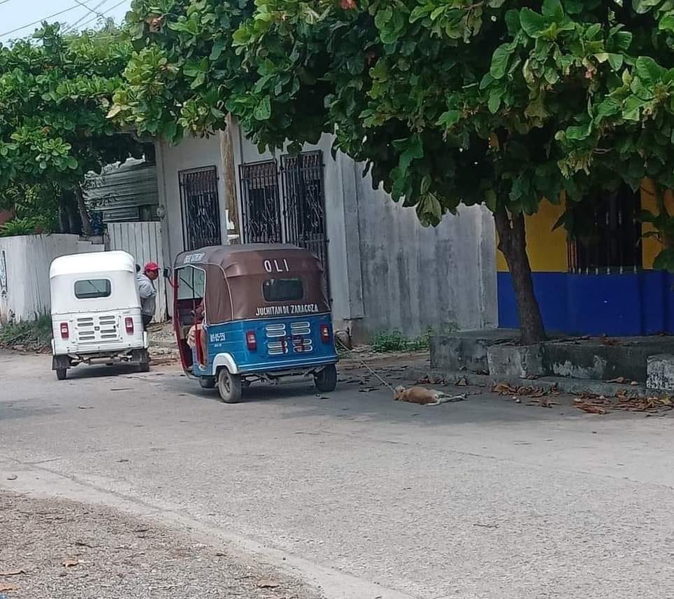 Inician investigación por maltrato animal en una escuela y un mototaxista en Juchitán