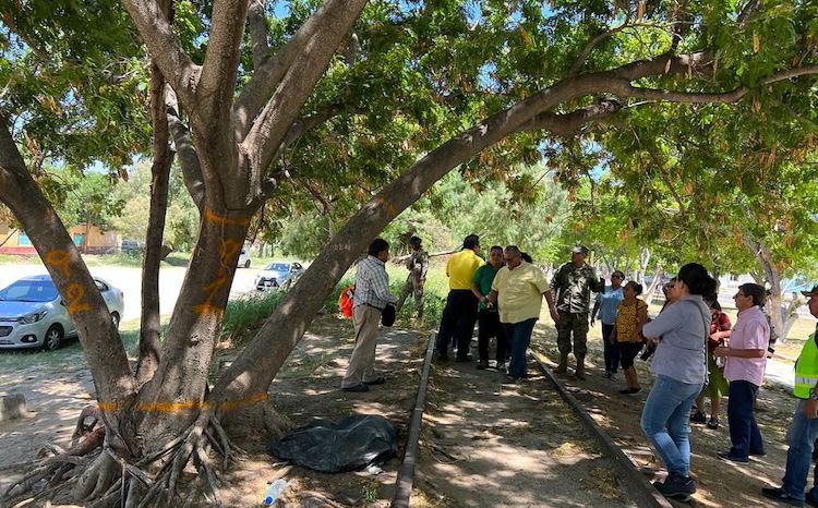 Derribarán 200 árboles para construir obra de Corredor Interoceánico en el Istmo de Tehuantepec