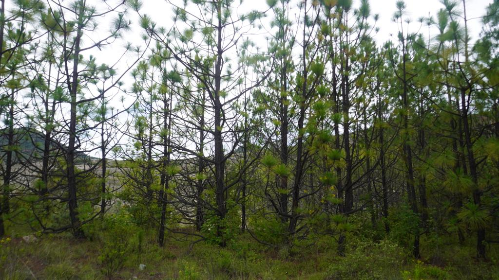 Foresta