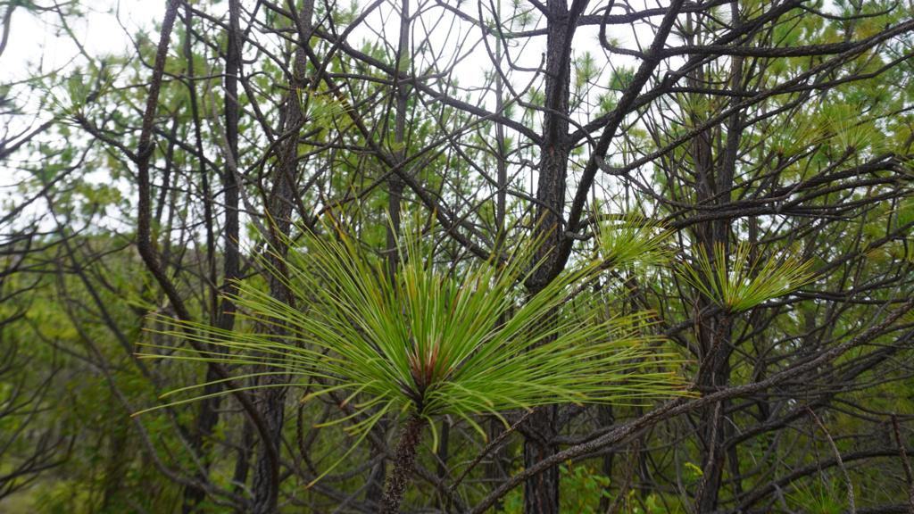 Pinus