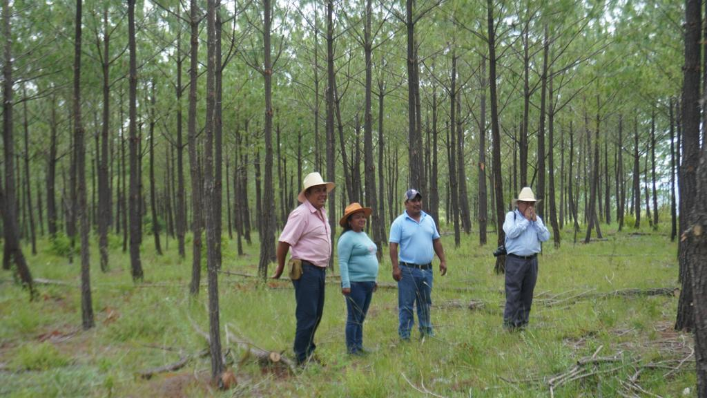 Forestal