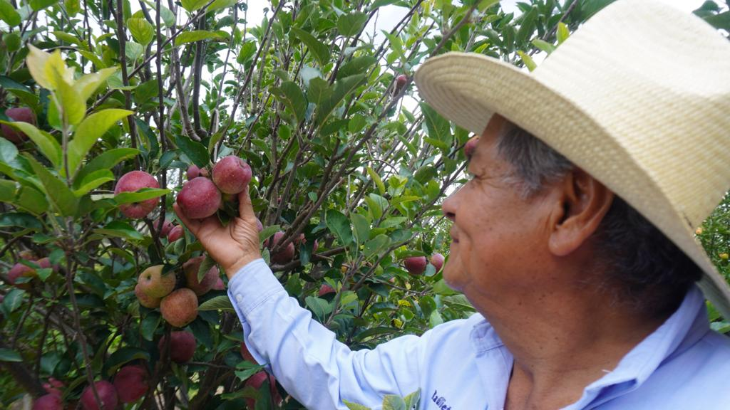 Manzanas