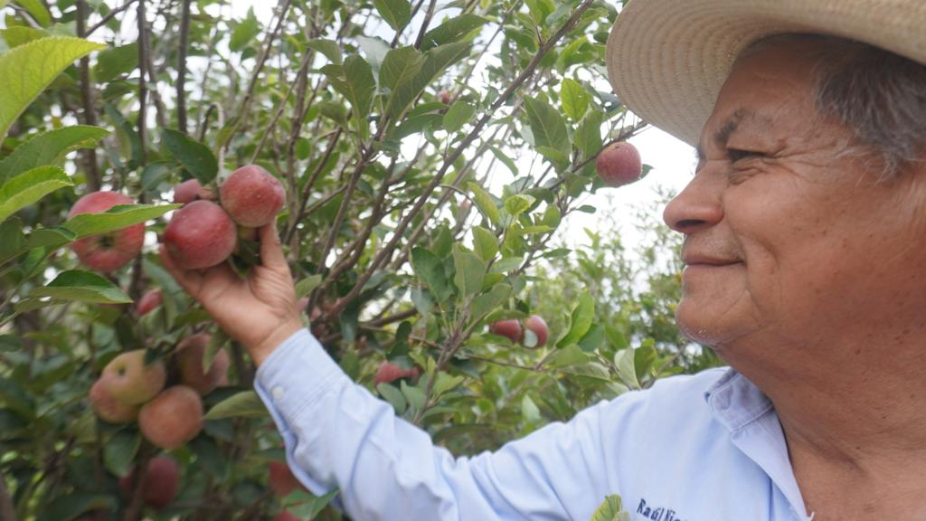 Más manzanas