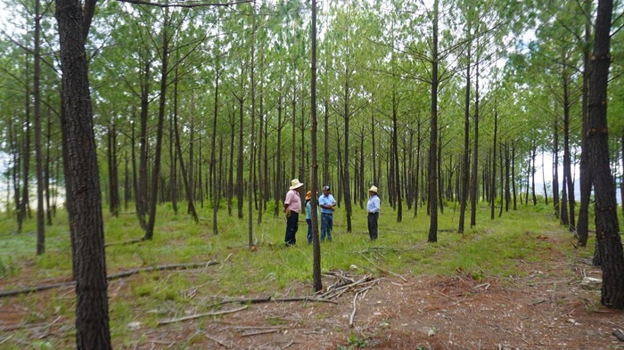 Crean un refugio forestal que restaura la vida y los saberes comunitarios