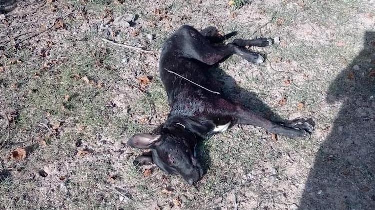 Matan a perrito en ataque armado en Cacaloxtepec, Oaxaca; Fiscalía ya investiga