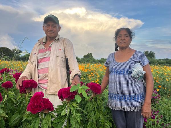Victorina e Isaías: 40 años cultivando “Flor de Muerto” en Oaxaca
