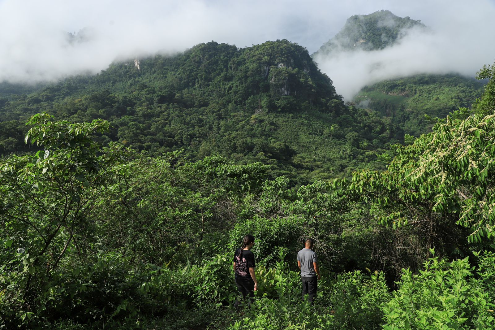 Vegetación de la Sierra Negra que se observa cuando se camina hacia el río Coyolapa, que en el tramo de Pozotitla se conoce como Río Paso. Foto: Daniela Portillo.