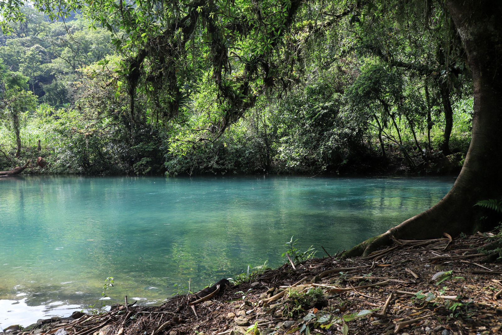 Desde la orilla del río Tonto, que en este tramo es llamado Paso, se escuchan a las aves y a otros animales. Foto: Daniela Portillo.