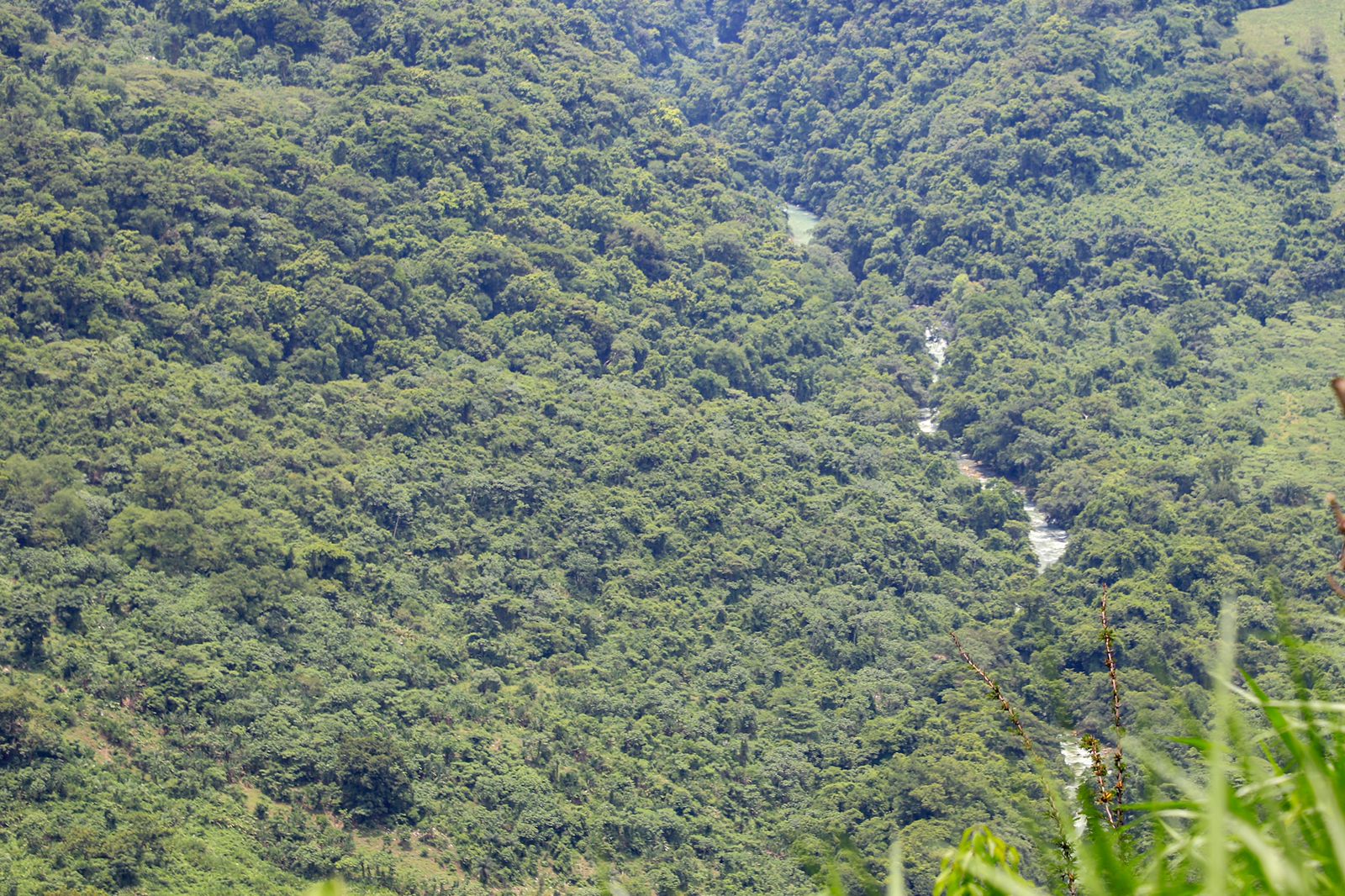 Río Coyolapa, también conocido como Paso, atravesando la Sierra Negra de Puebla, en donde se ubica el municipio de San Pablo Zoquitlán. Foto: Daniela Portillo. 
