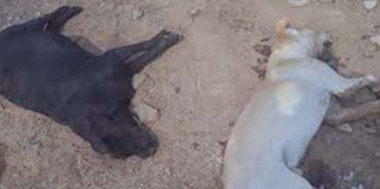 Inicia FGEO carpetas de investigación por envenenamiento de perros ocurrido en la Costa