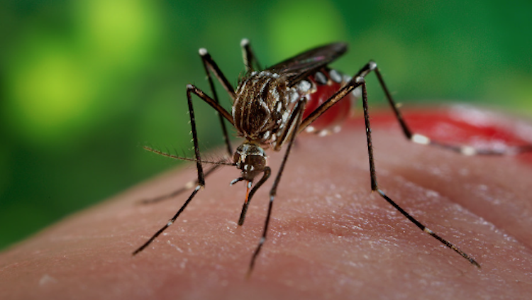 Por dengue: Oaxaca suma mil 861 casos y 18 defunciones