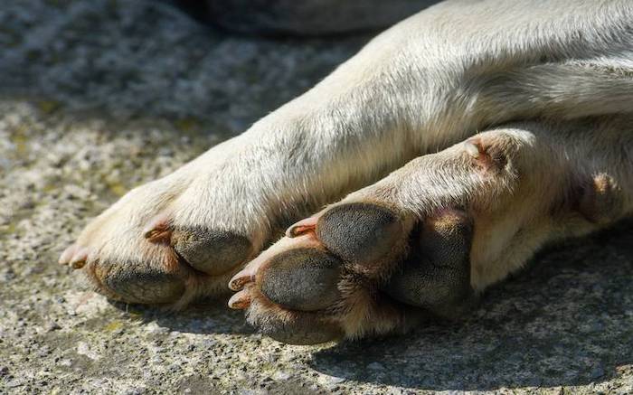 Investiga FGEO probable envenenamiento de perros en Pueblo Nuevo