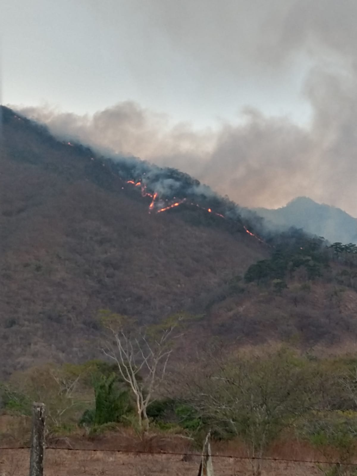 Denuncian desinterés del gobierno de Oaxaca de sofocar incendio, que lleva 12 días en Chimalapas
