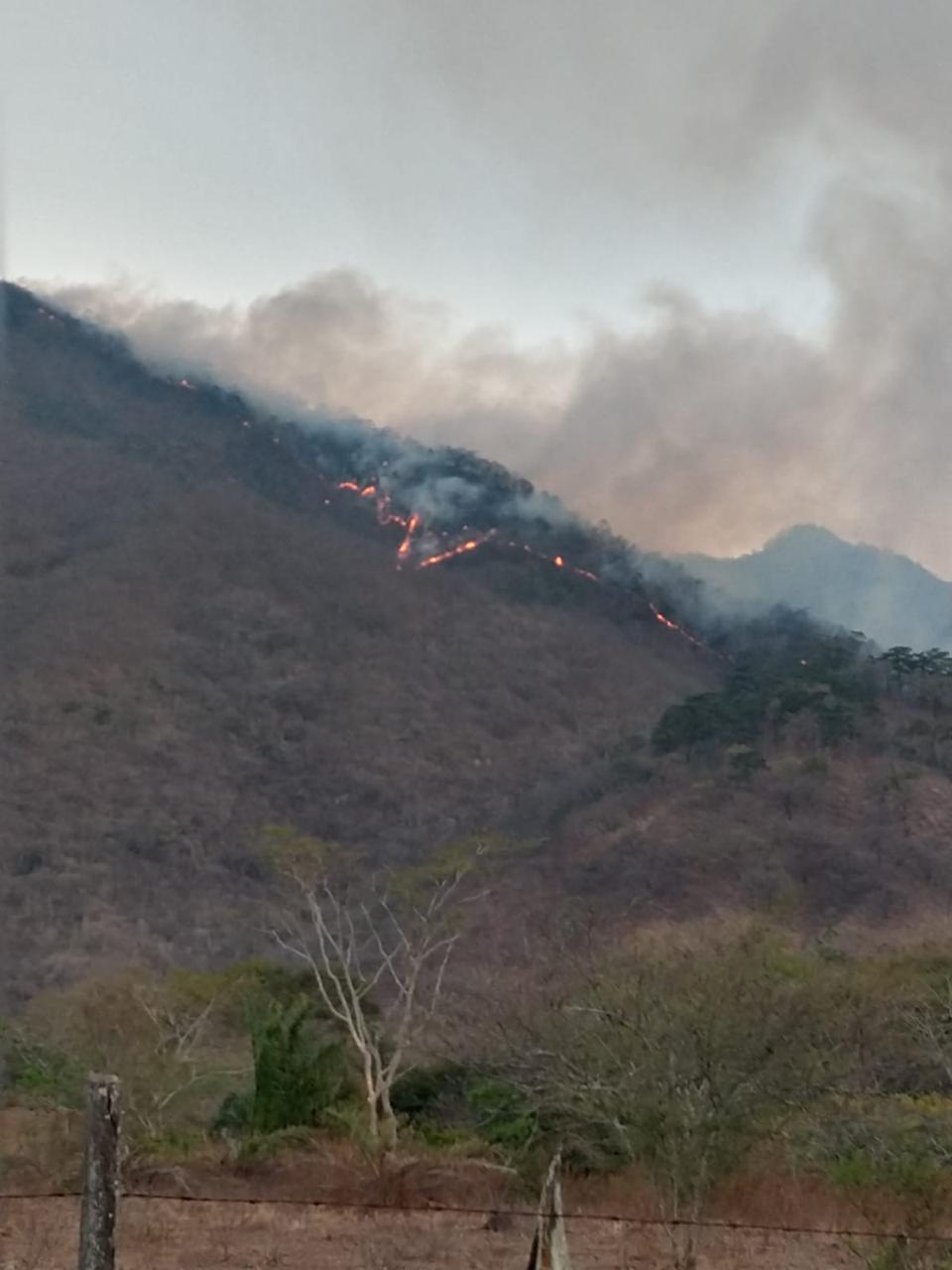 Por incendios declaran emergencia la selva de los Chimalapas en Oaxaca