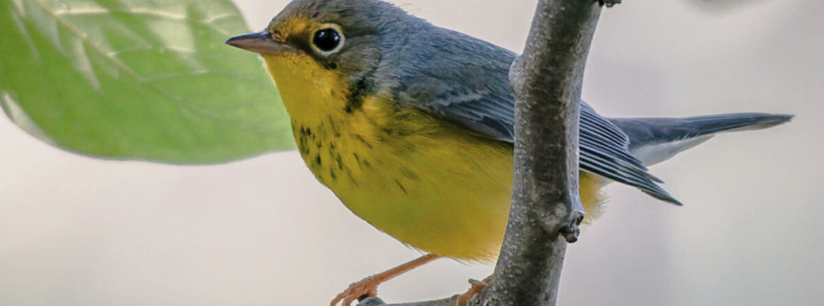 Día mundial de las aves migratorias: las incansables viajeras de los cielos