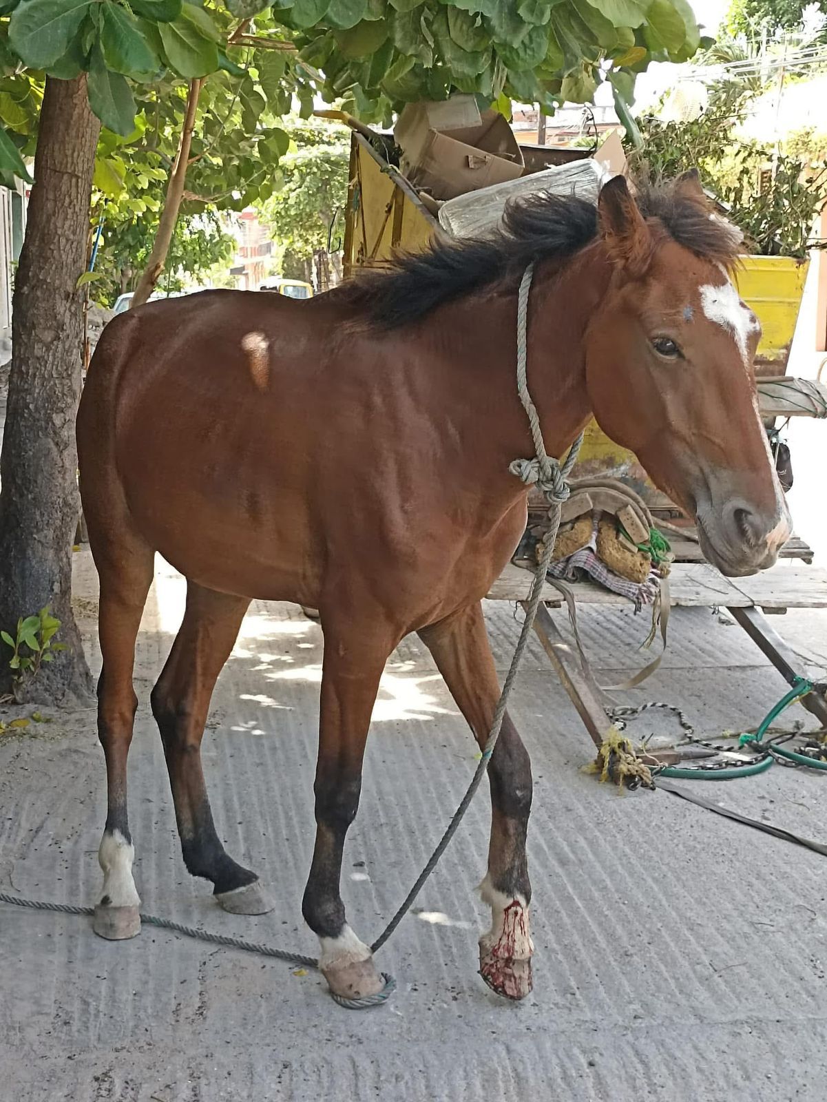 Exigen a las autoridades detener maltrato de caballos en Juchitán, Oaxaca; son usados como recolectores de basura y otros abandonados a su suerte