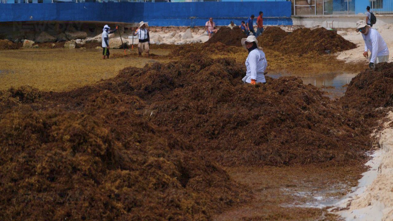 UNAM mide gas tóxico en sargazo: advierte peligro real para quienes lo recolectan
