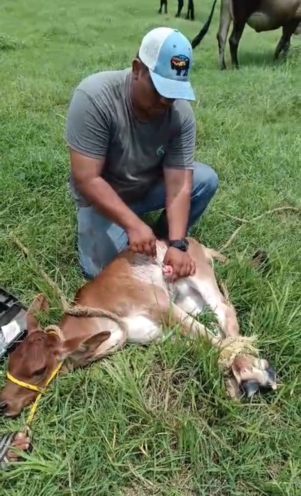 Gusano Barrenador llega a Unión Hidalgo, Oaxaca; suman 11 casos
