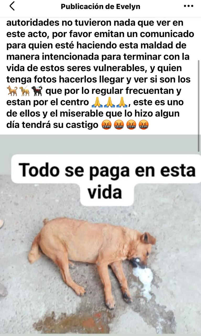 Alertan por envenenamiento masivo de perros en Mitla, Oaxaca