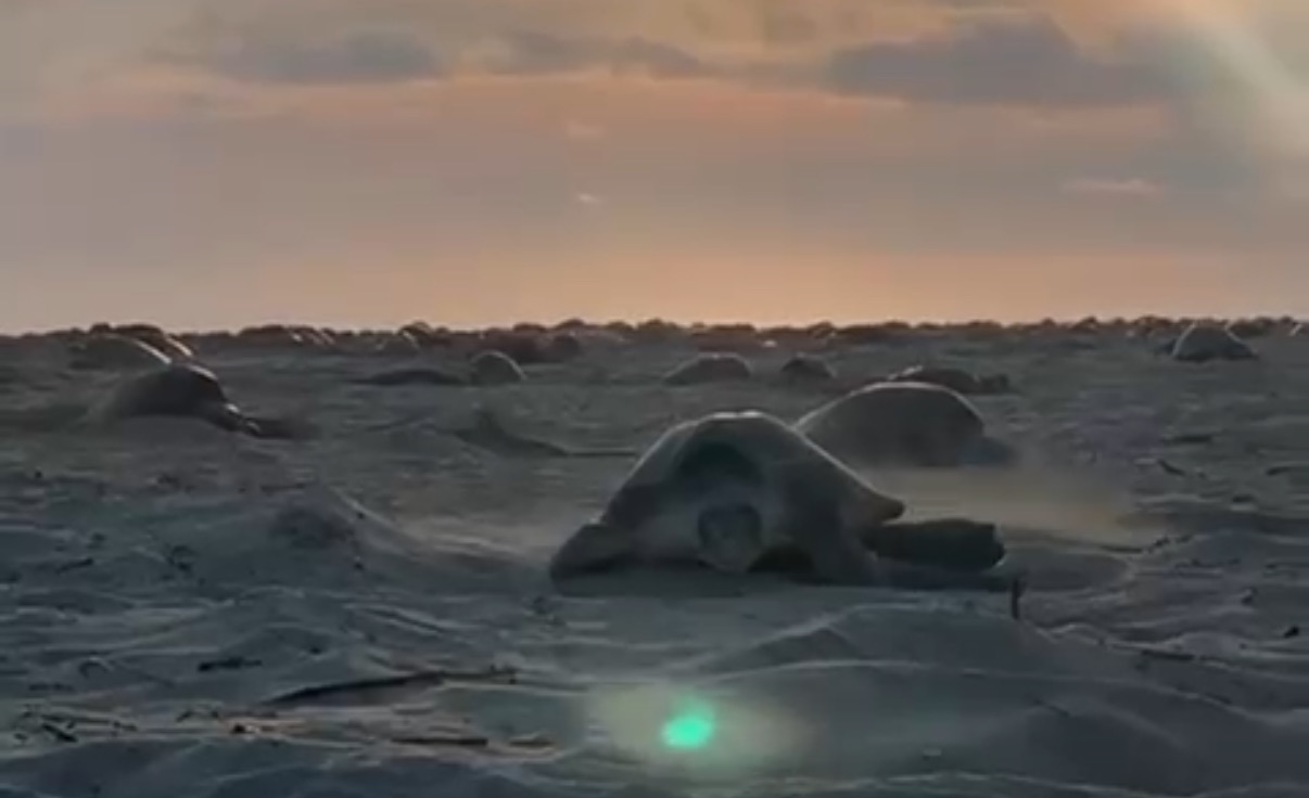 Arribazón de tortugas golfina en Playa Escobilla, Oaxaca: 343 mil ejemplares depositan 34.3 millones de huevos bajo resguardo naval