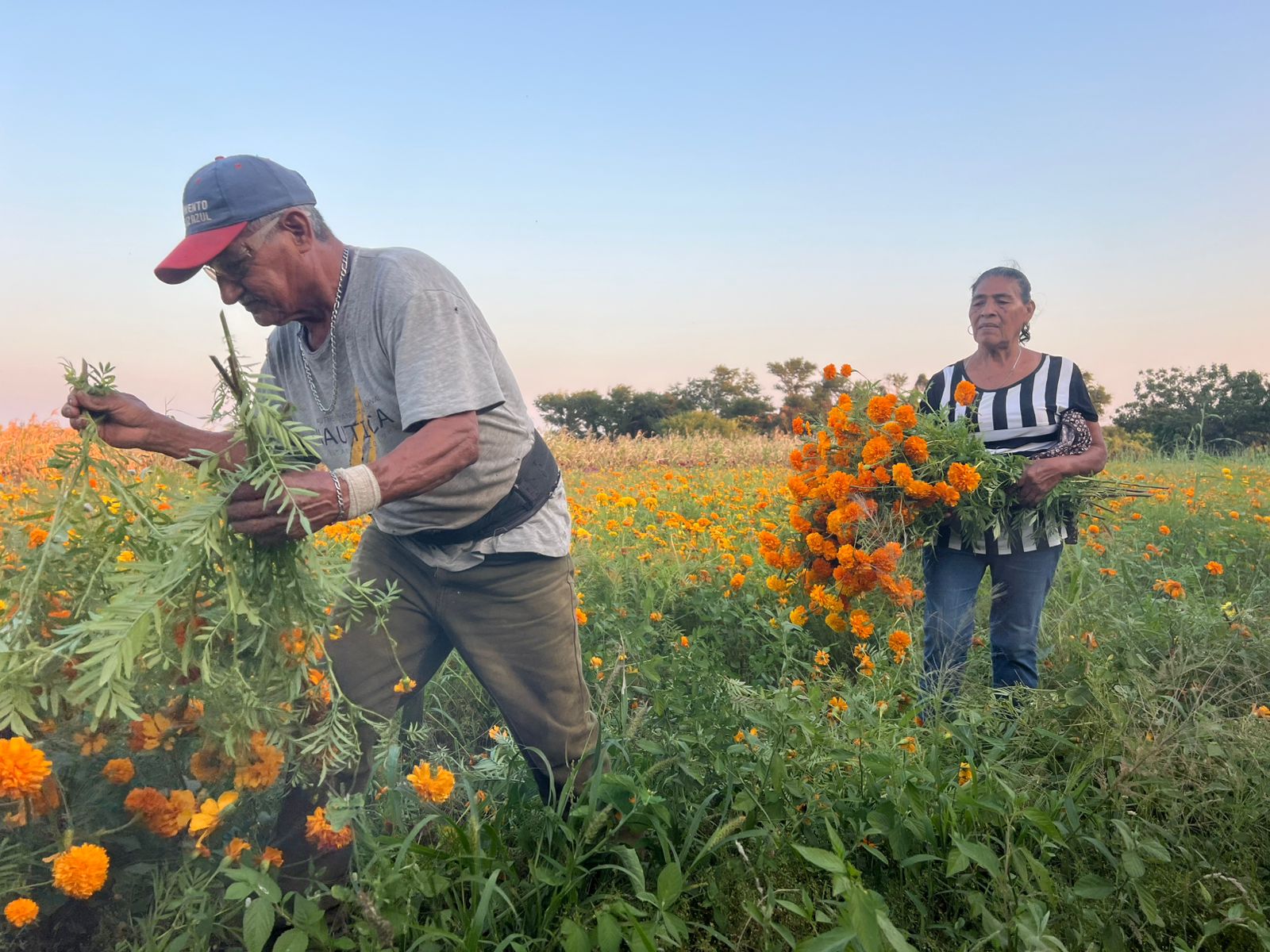 Victorina e Isaías, 40 años de cultivar Flor de Muerto en Oaxaca