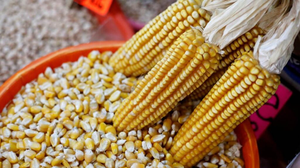 Gobierno de México acuerda apoyo de 950 pesos por maíz a productores de Jalisco, Guanajuato y Michoacán