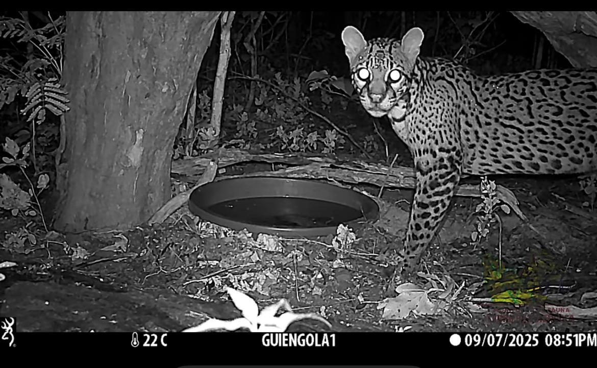 Con fototrampas biólogo zapoteca concientiza del cuidado de animales en peligro de extinción en Oaxaca