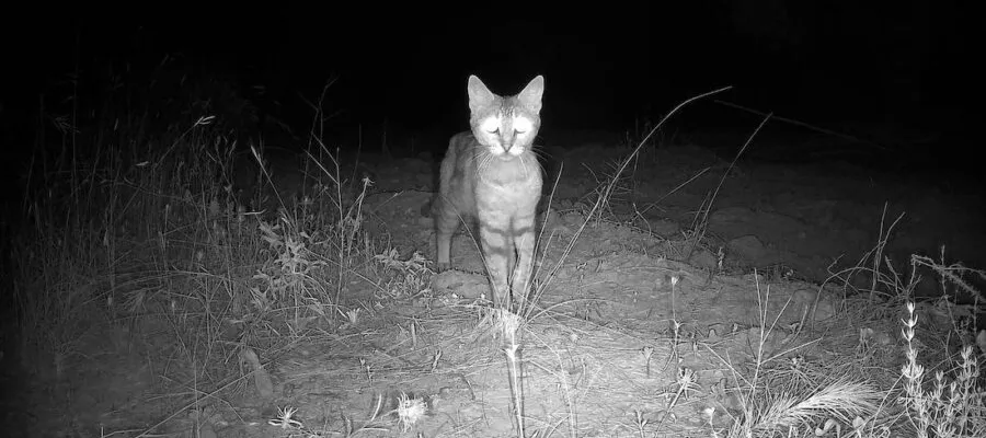 Gatos domésticos, un nuevo riesgo para las tortugas marinas en Telchac Puerto