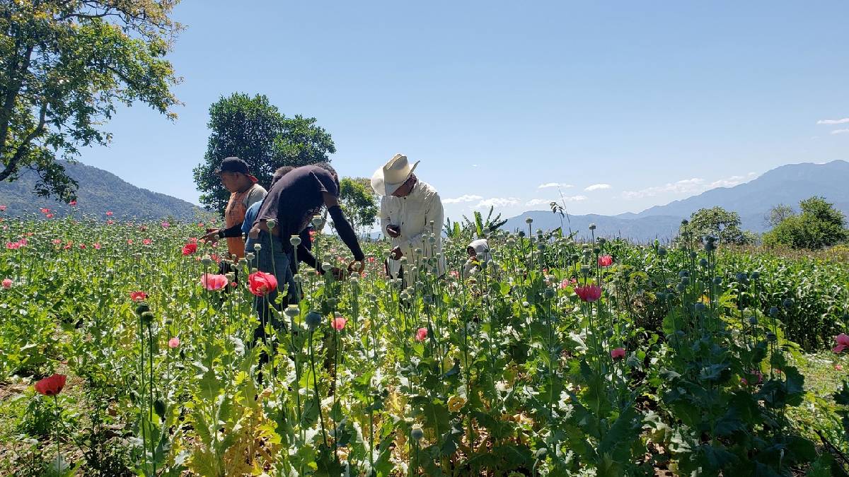 Campesinos de la sierra de Guerrero advierten: sin Sembrando Vida, regresan a la amapola