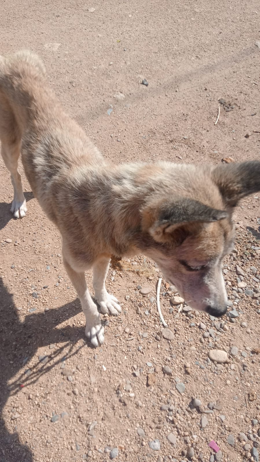 Fiscalía de Oaxaca atiende denuncia de crueldad animal y logra el recate de perros, gatos y patos de un domicilio en la región del Istmo