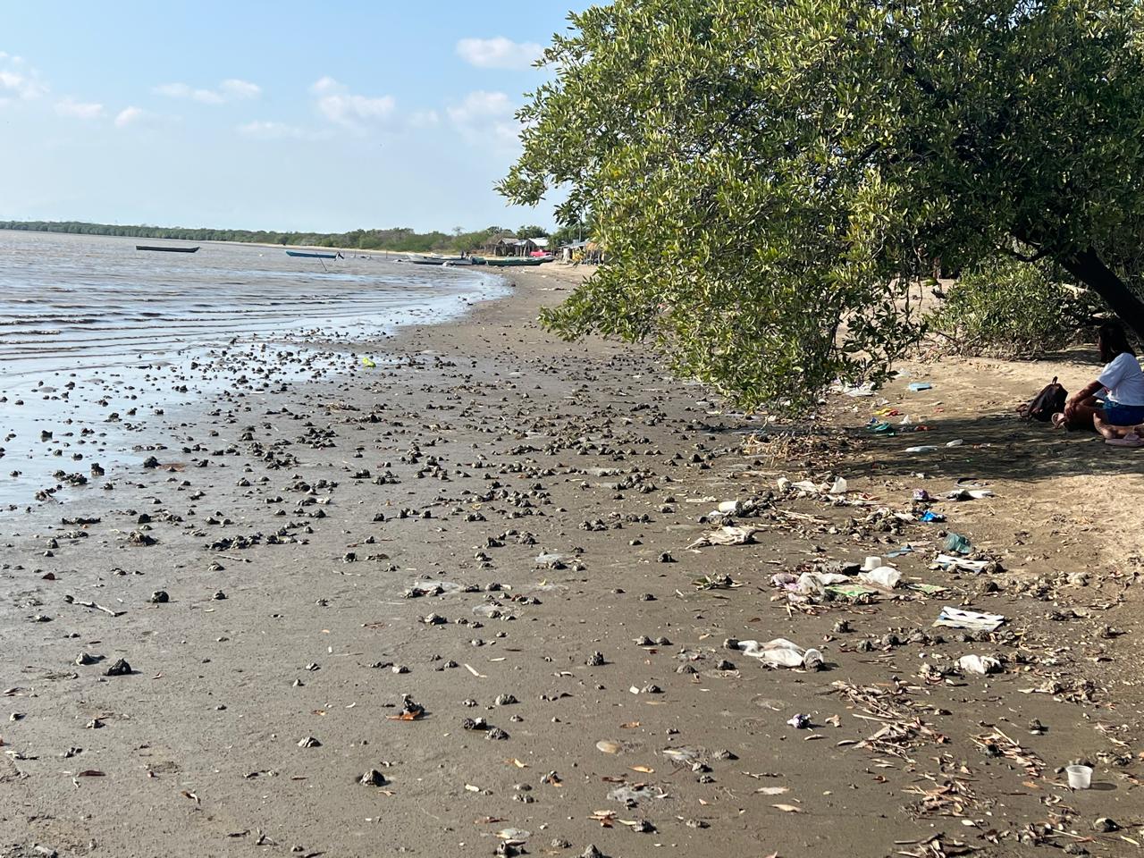 Alertan por decenas de medusas muertas y proliferación de basura en playa Unión