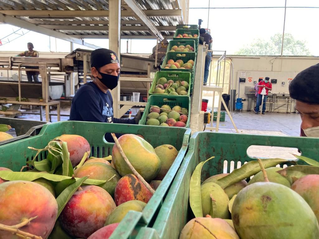 Veneno oficial y negligencia: El colapso del mango oaxaqueño en EE. UU.